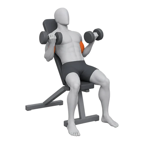 Incline Dumbbell Curl — still poster